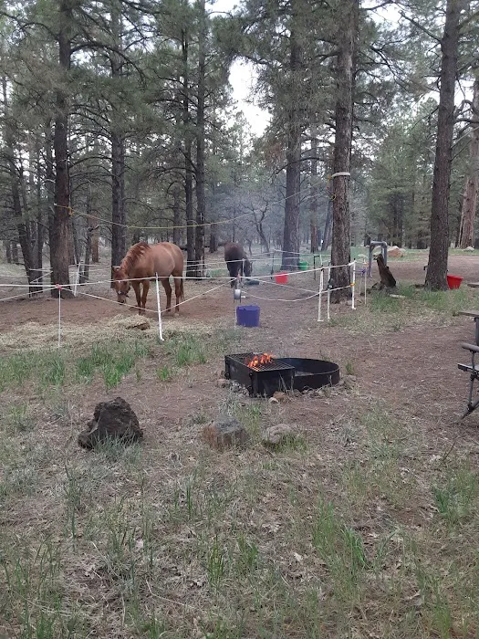 Little Elden Springs Horse Campground Picture 4