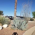 (OLD) Agave Gulch FamCamp Section