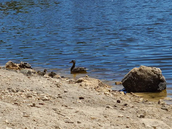 Rose Canyon Lake Picture 9