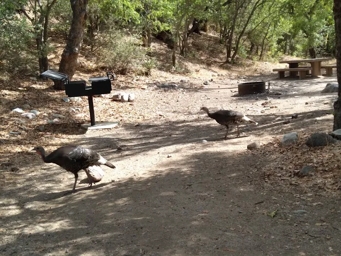 Peppersauce Campground Picture 5