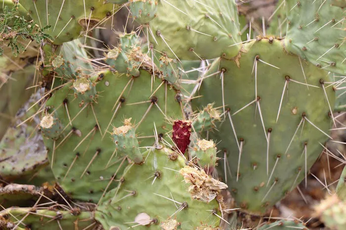 Redington Pass Dispersed Picture 9