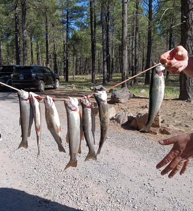 Dogtown Lake Campground And Group Picture 8