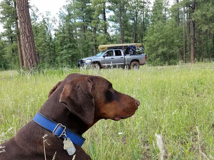 Dogtown Lake Campground And Group Picture 7