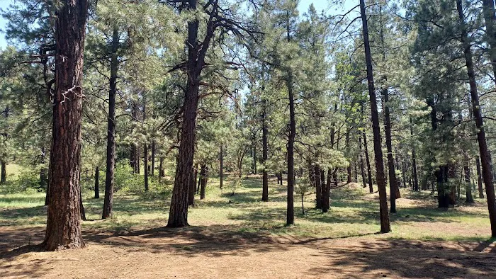 Bill Williams Campground Picture 10