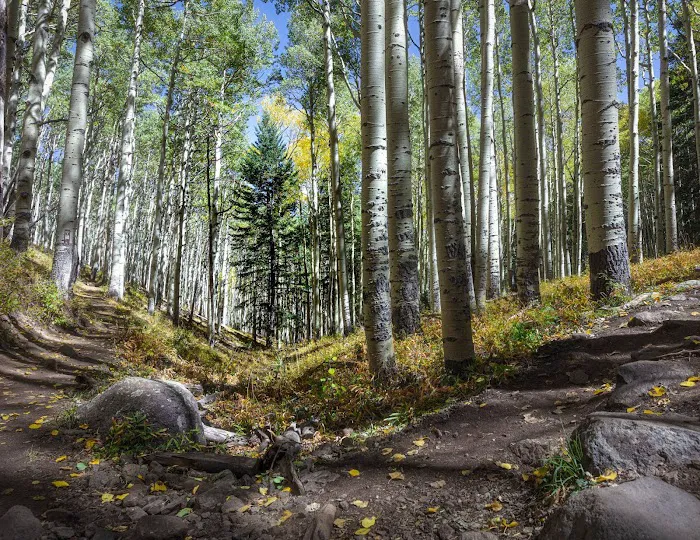 Lockett Meadow Campground Picture 7