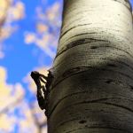 Lockett Meadow Campground