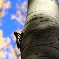 Lockett Meadow Campground ico
