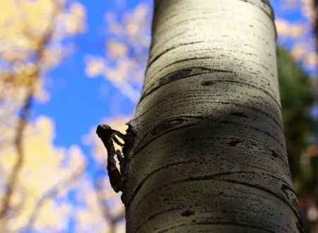 Lockett Meadow Campground