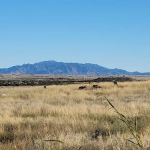 Las Cienegas National Conservation Area