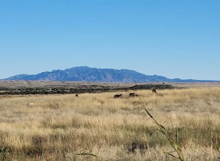 Las Cienegas National Conservation Area