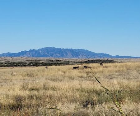 Las Cienegas National Conservation Area