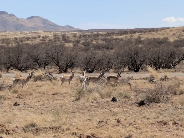 Las Cienegas National Conservation Area Picture 9