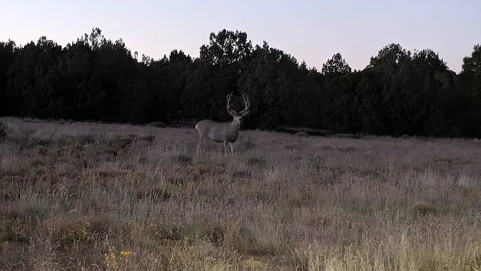 AZ High Country Campground Picture 1