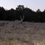 AZ High Country Campground