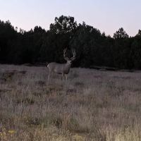AZ High Country Campground ico