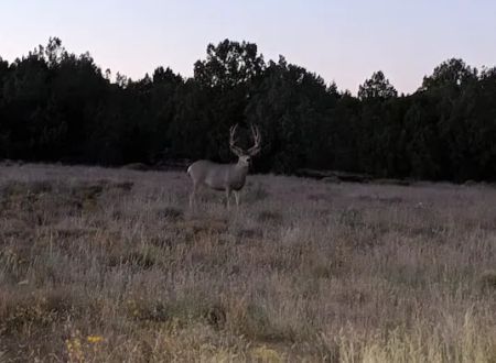 AZ High Country Campground