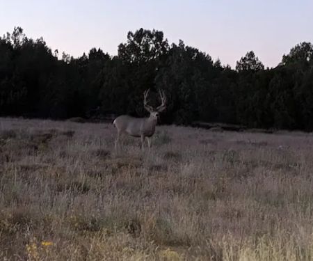AZ High Country Campground