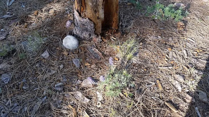 Gentry Campground Picture 8