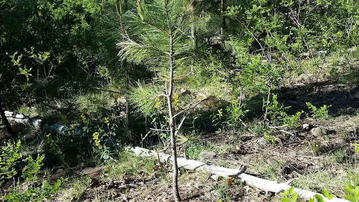 Gentry Campground Picture 7