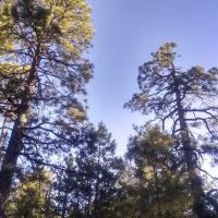 Black Canyon Rim Campground ico
