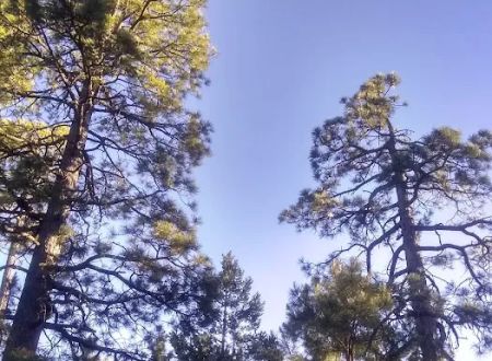 Black Canyon Rim Campground