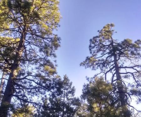 Black Canyon Rim Campground