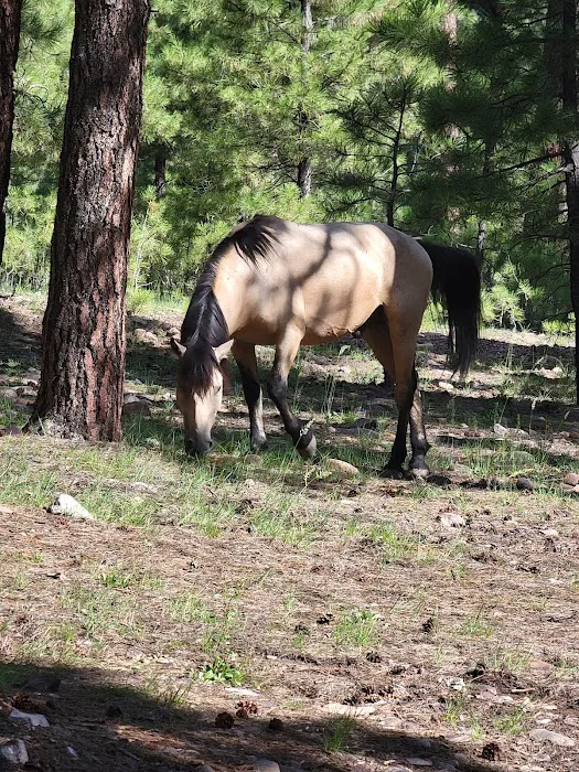 Black Canyon Rim Campground Picture 6