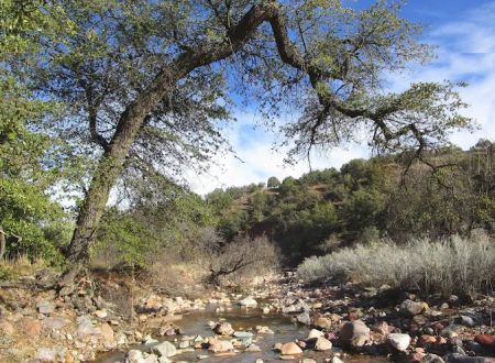 Gardner Canyon Rd. Dispersed Campsite