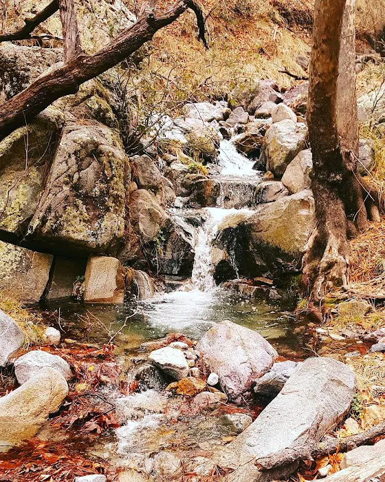 Bog Springs Campground Picture 4