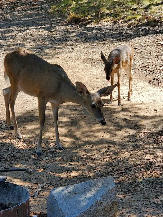 Bog Springs Campground Picture 3