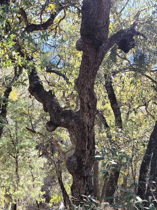 Bog Springs Campground Picture 6