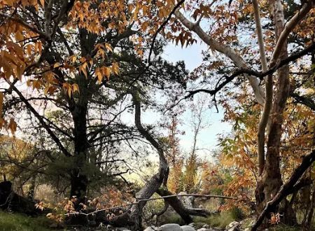 Proctor campground