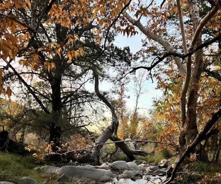 Proctor campground