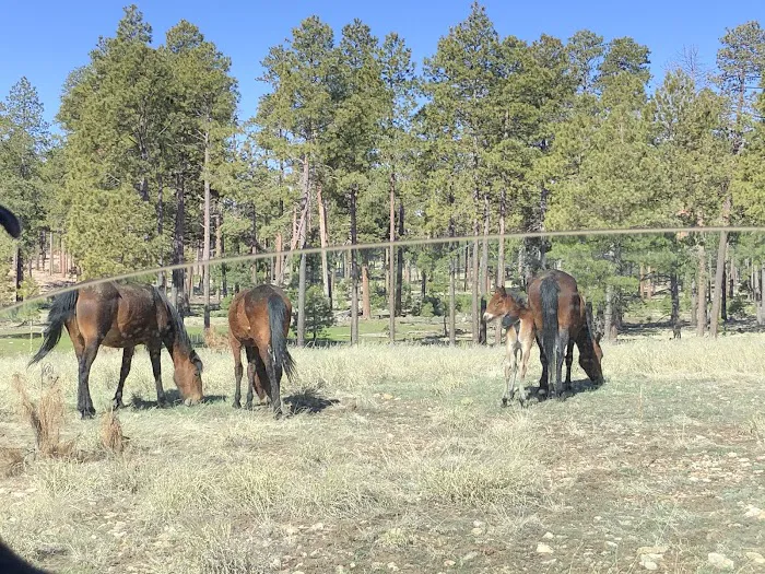 Larson Campground Picture 3