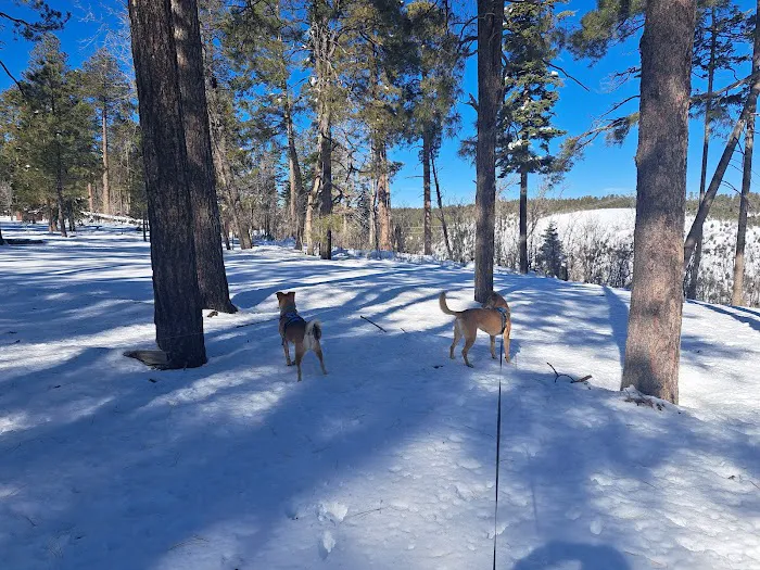 Colcord Ridge Campground Picture 4