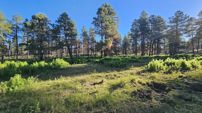 Fr 171 Campground Picture 4