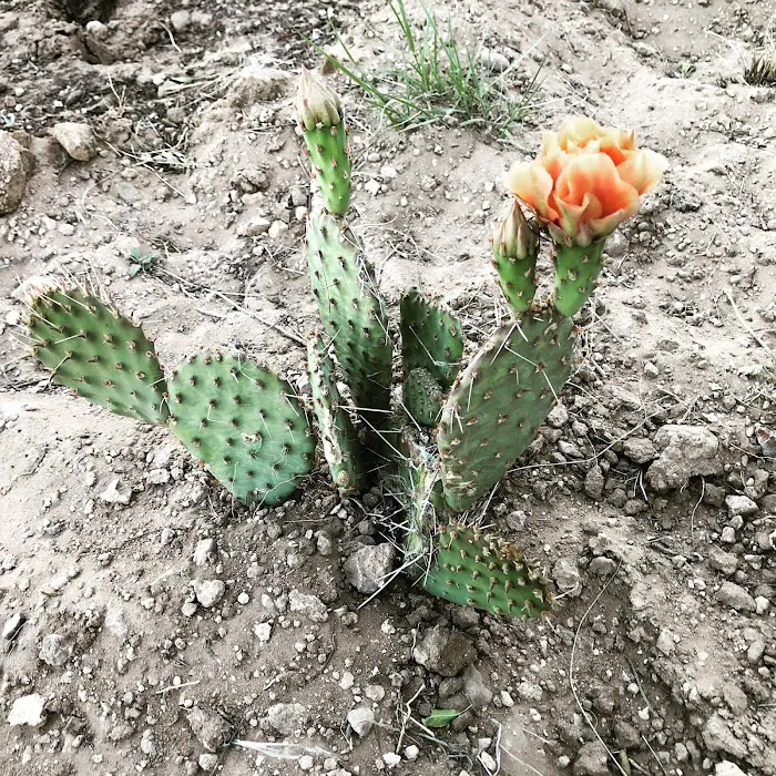 Seligman / Route 66 KOA Journey Picture 7
