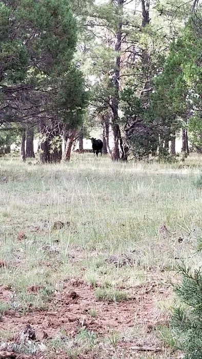 Brown Creek Campground Picture 5