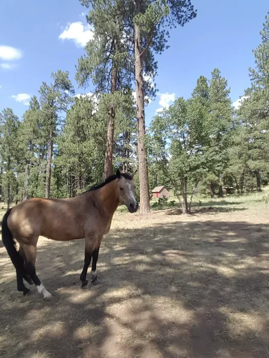 Los Burros Campground Picture 2