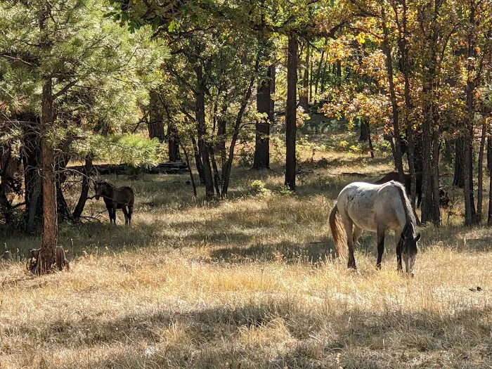Los Burros Campground Picture 9