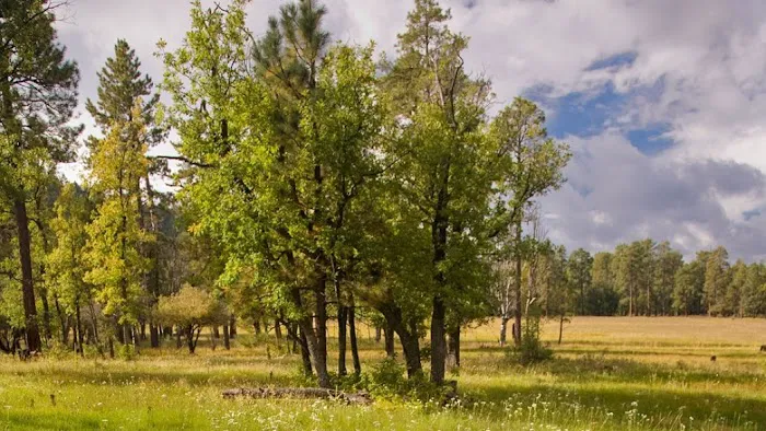 Los Burros Campground Picture 8