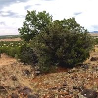 Ridge Valley Ranch ico