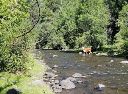 Upper Log Campground