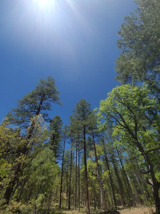 Upper Log Campground Picture 2
