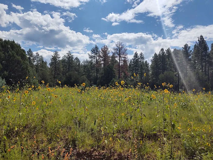 Lower Log Road Campground Picture 3