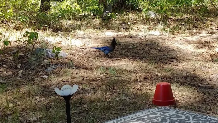 Lower Log Road Campground Picture 6