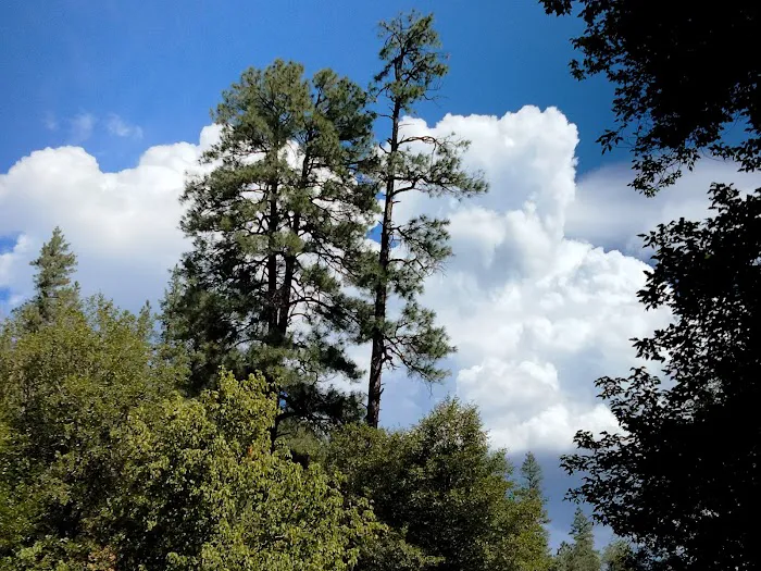 Lower Log Road Campground Picture 9