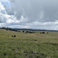 White Mountain Recreation Camp ico
