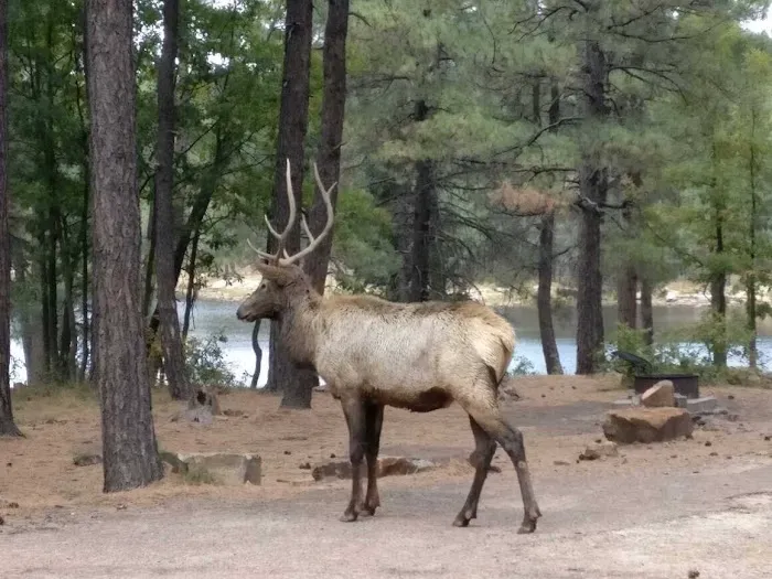 Spillway Campground Picture 8