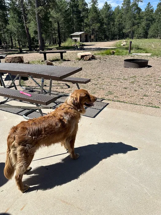 Woods Canyon Lake Group Campground Picture 5
